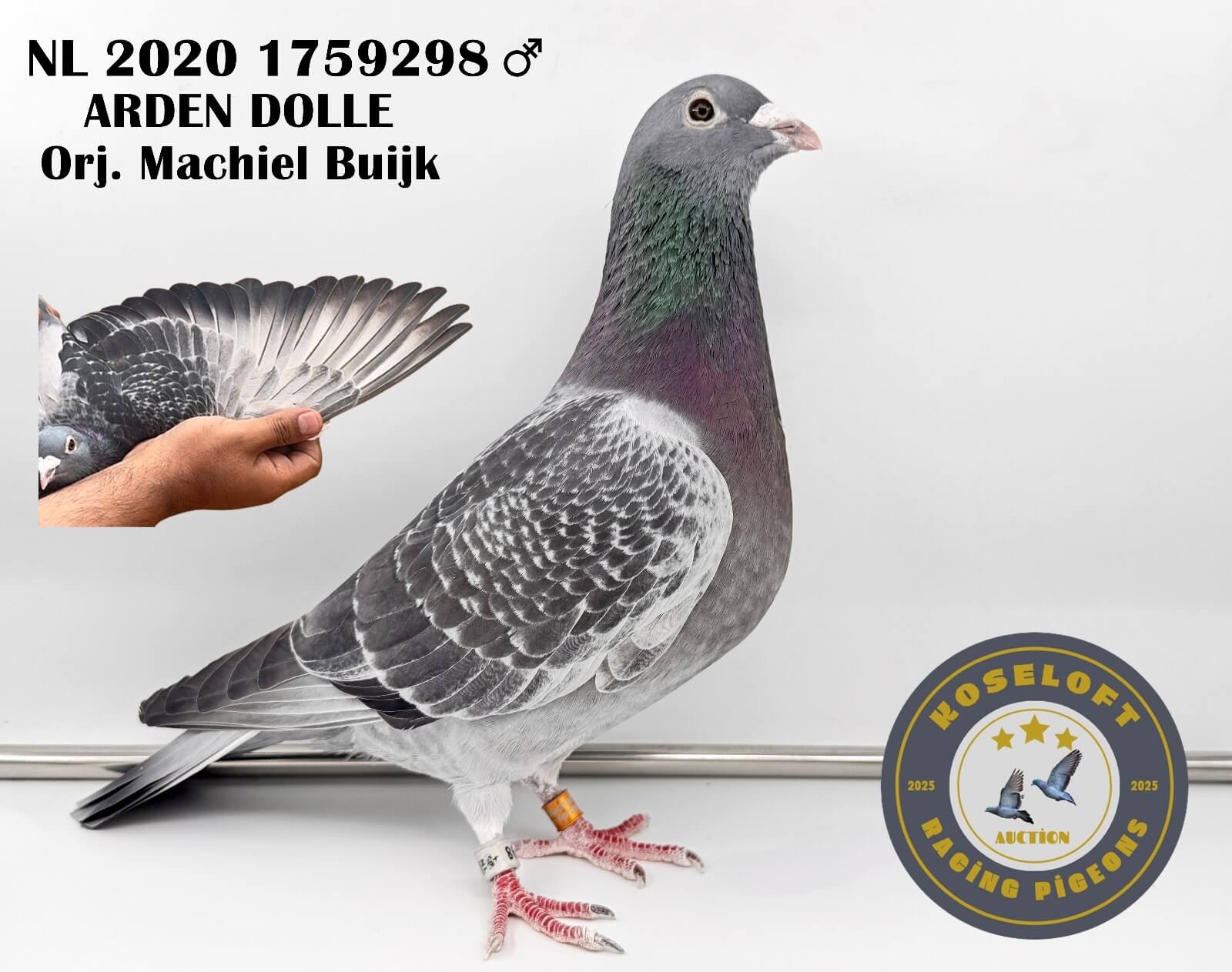 NL 2020 1759298 ERKEK JAN ARDEN (MARATON)