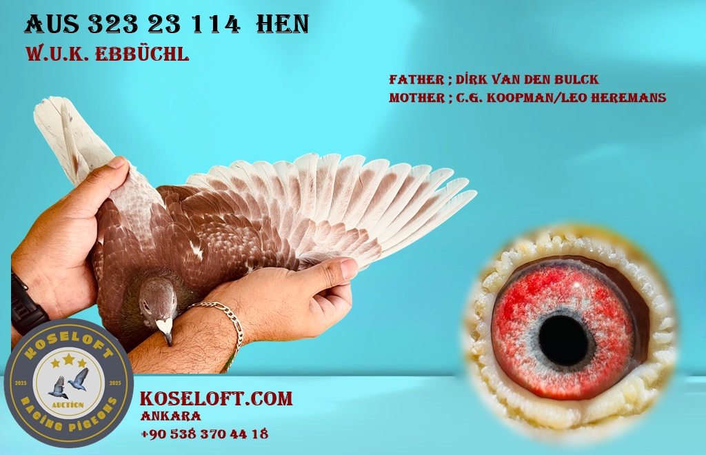 AUS 323 23 114 DİŞİ WALTER U. KARİN EBBUCHL