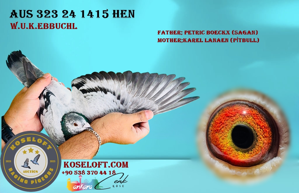 AUS 323 24 1415 DİŞİ WALTER U. KARİN EBBUCHL