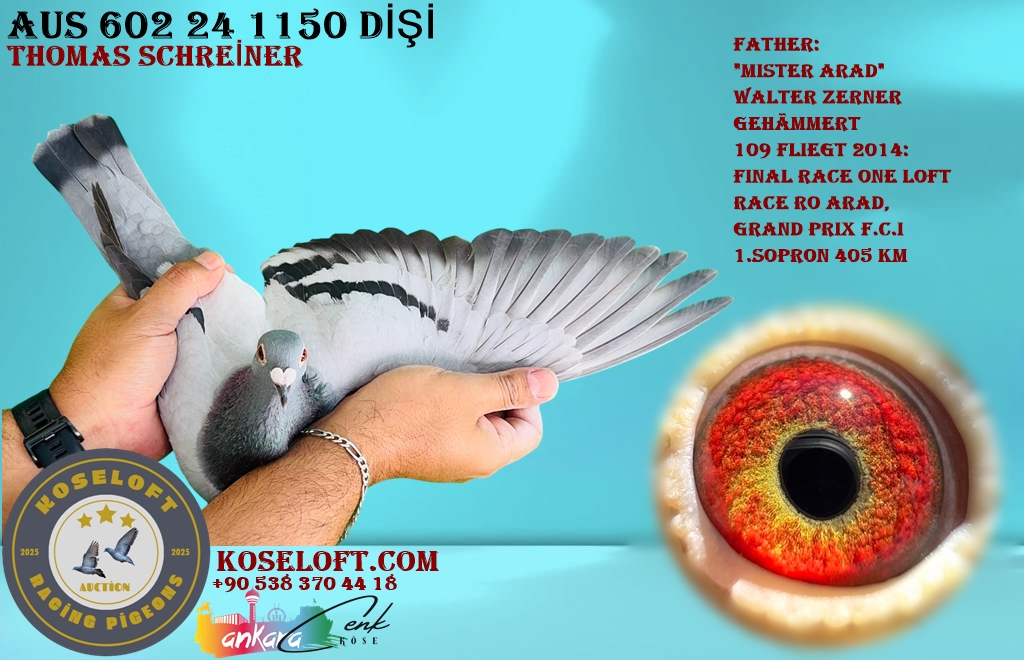 AUS 602 24 1150 DİŞİ THOMAS SCHRAINER