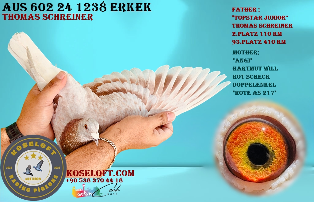 AUS 602 24 1238 ERKEK THOMAS SCHRAINER