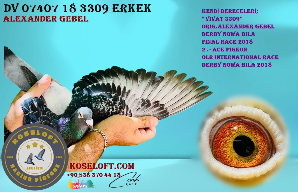 DV 07407 18 3309 ERKEK ALEXANDER GEBEL KENDİSİ YARIŞMIŞ